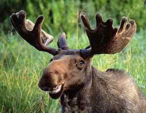 Canadian-Moose.jpg