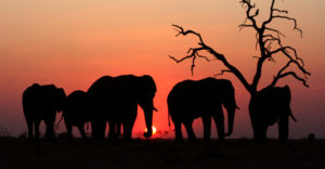 Elephants during Sunset