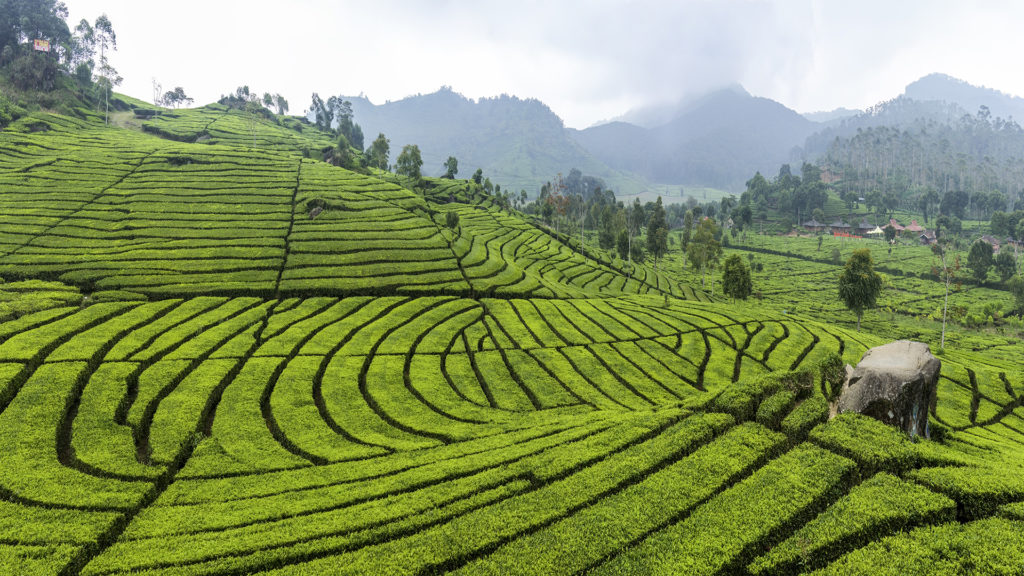 tea-plantation-in-ciwidey-bandung-2014-08-21-1455977753-aspiring